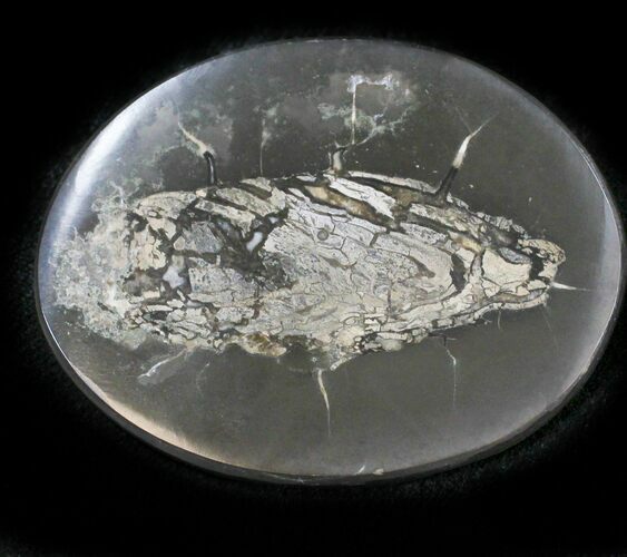 Polished Fish Coprolite (Fossil Poo) - Scotland #24522